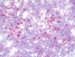 GCP60 / ACBD3 Antibody (clone 2G2)